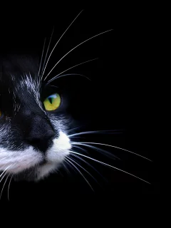 кот