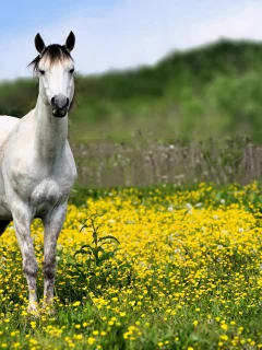 Лошадь