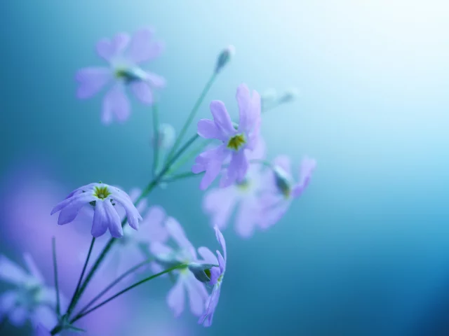 цветы