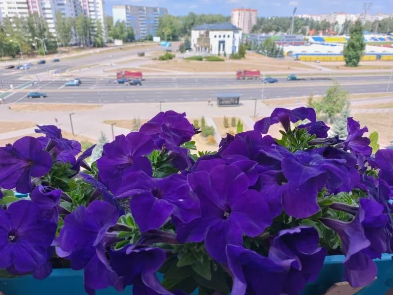 петуния