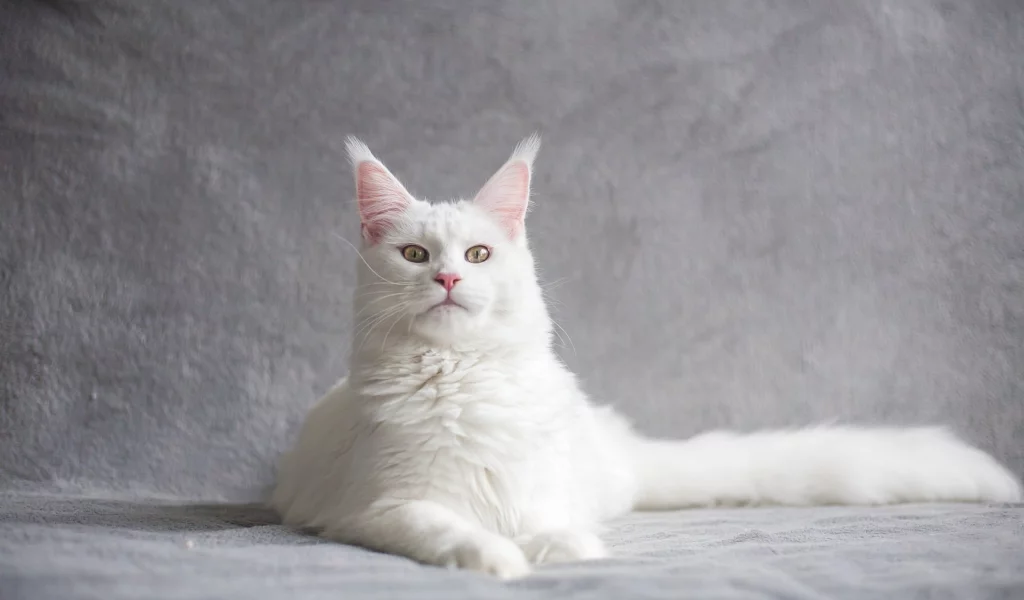 кот