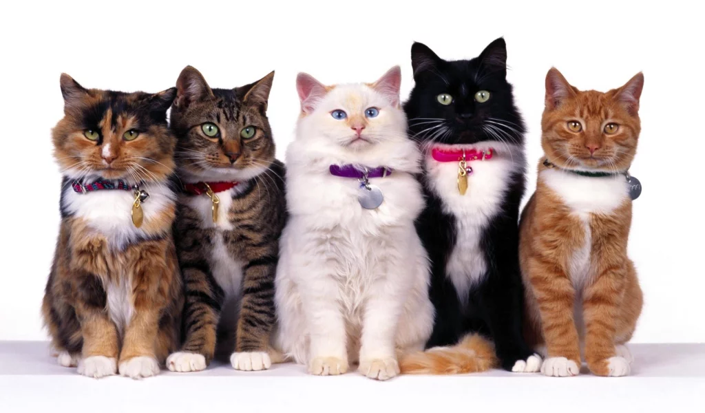 Кошки