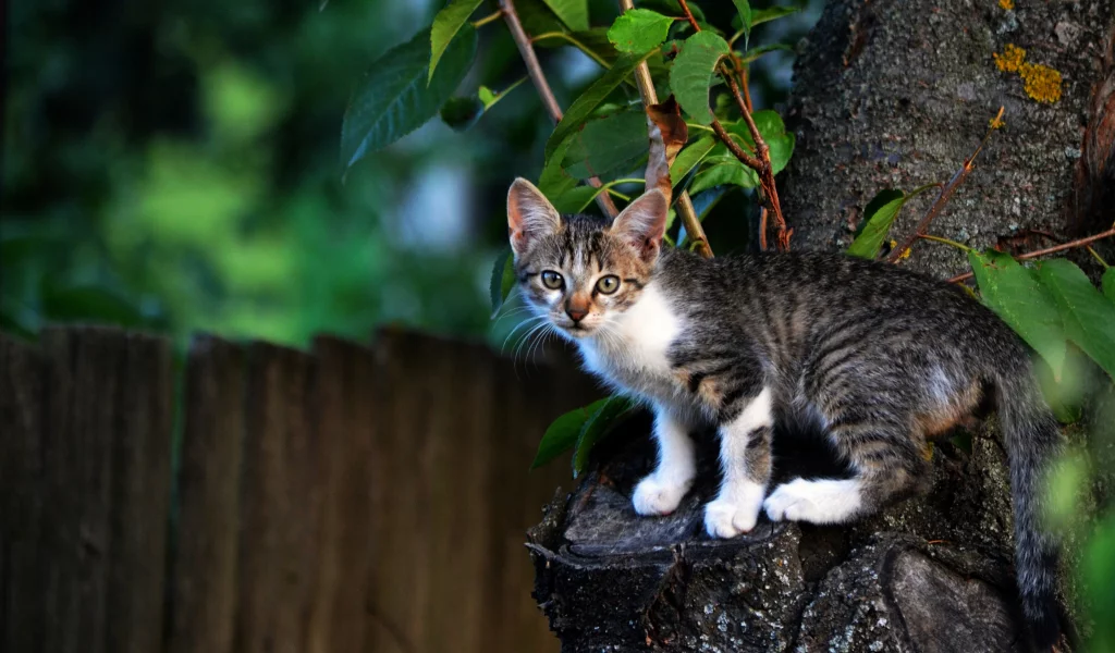 котёнок