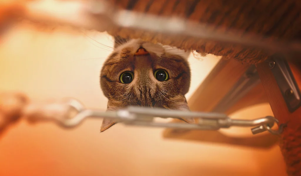 кот