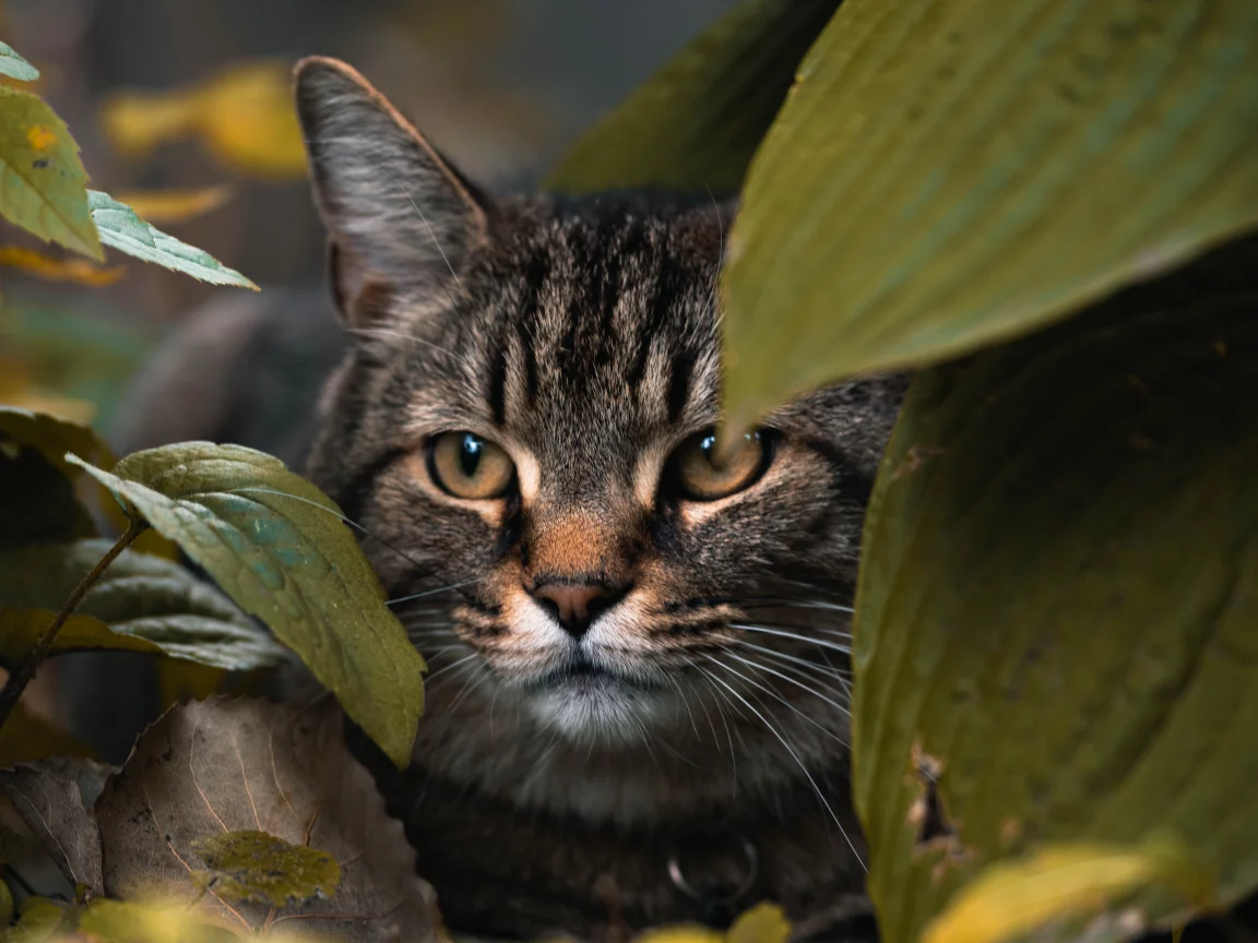 кот