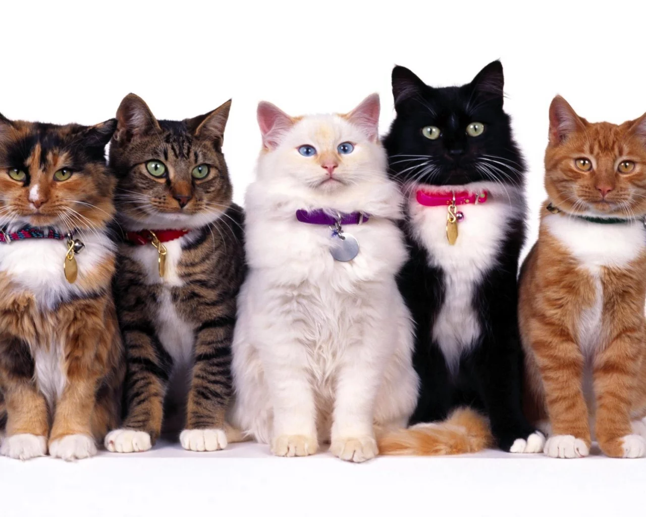 Кошки
