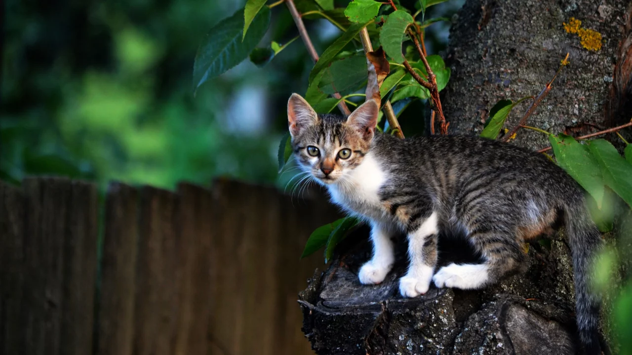 котёнок