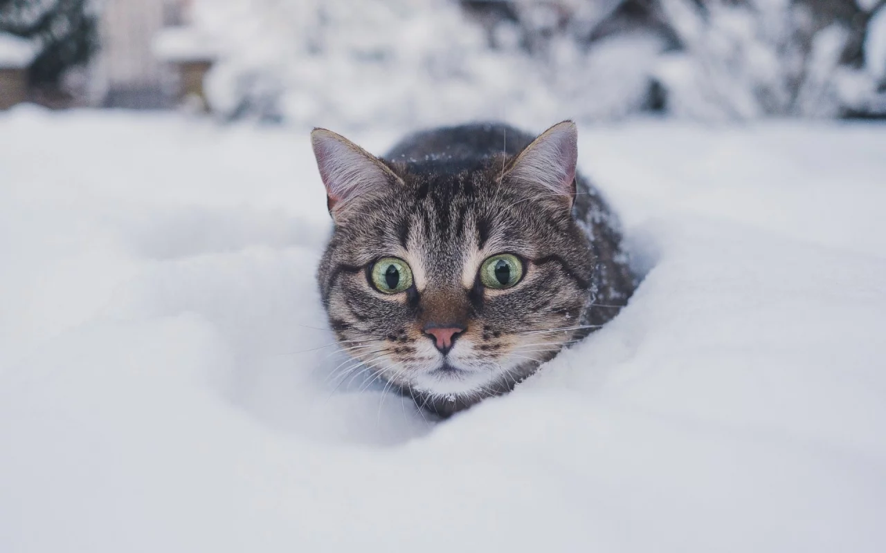 кот