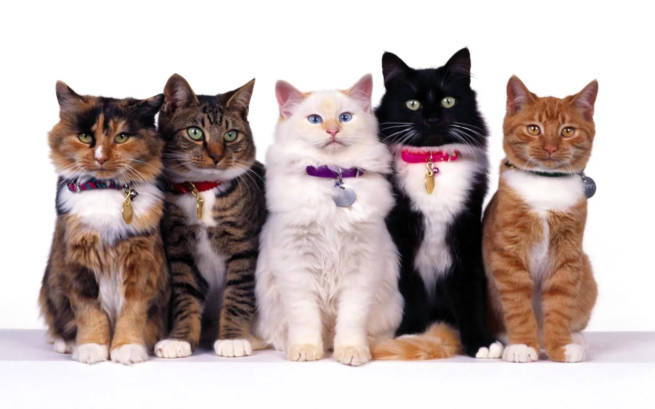 Кошки