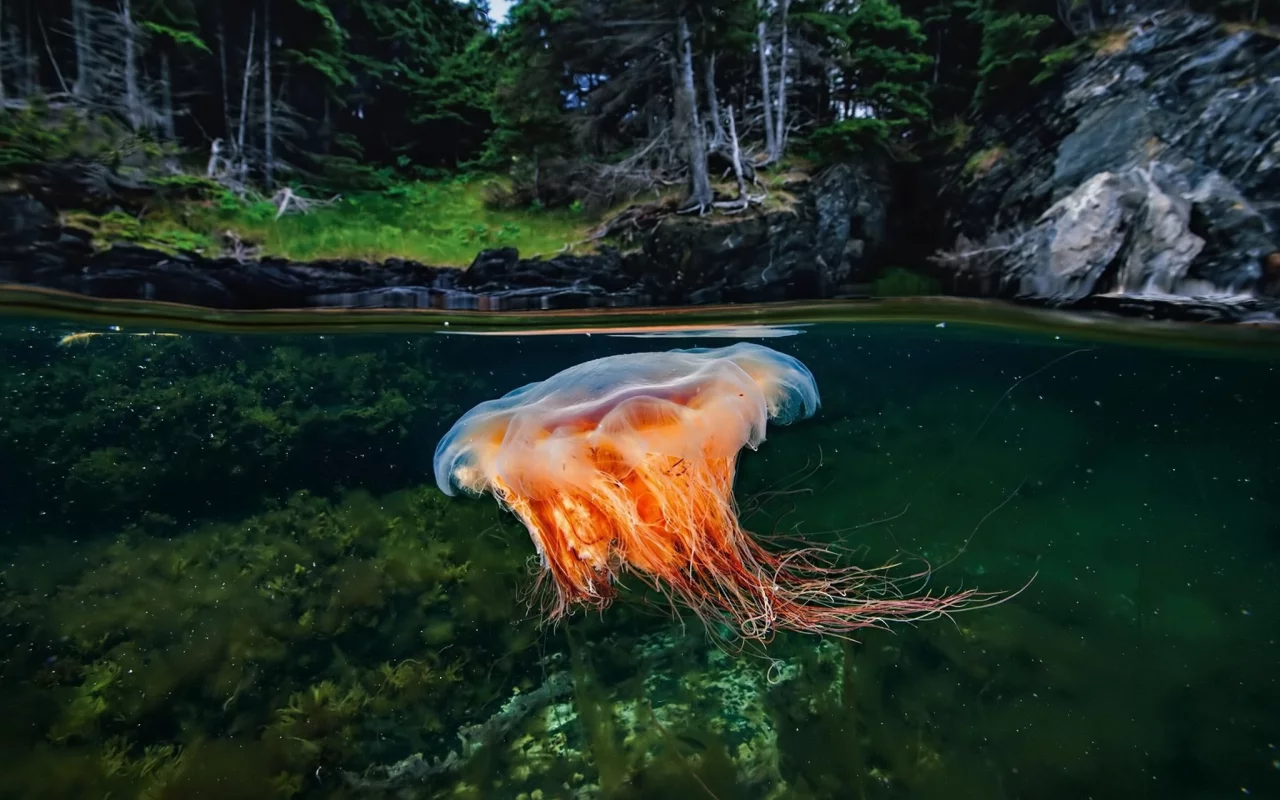 медуза