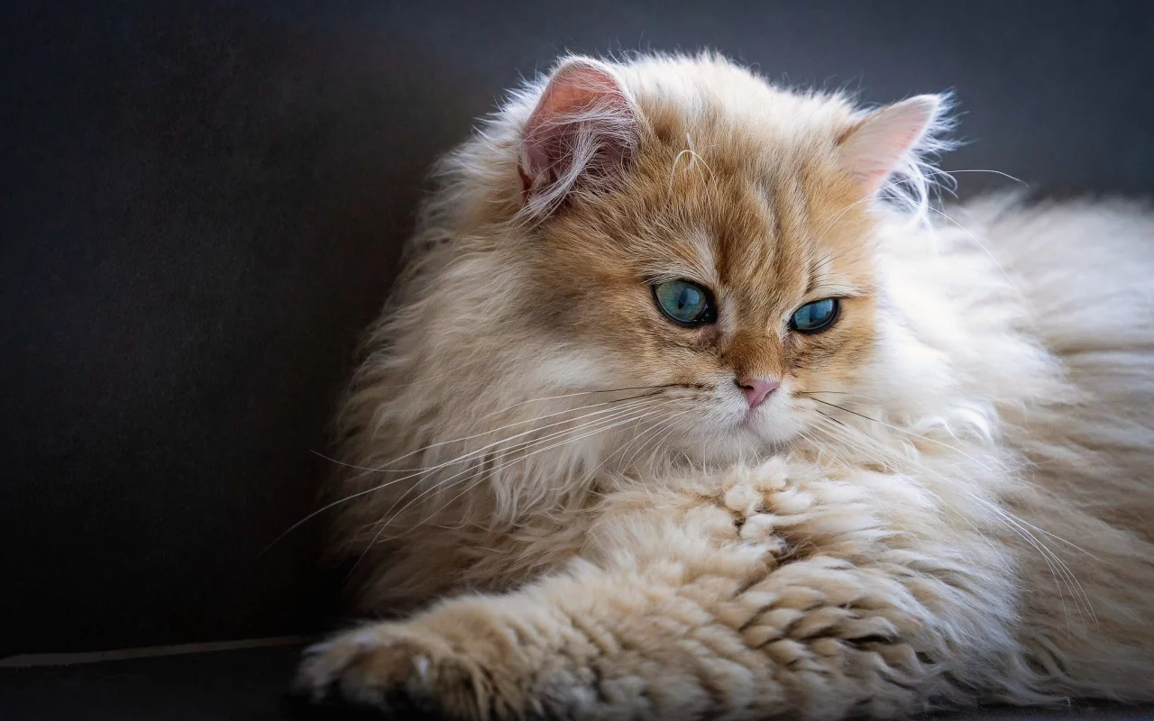 кот