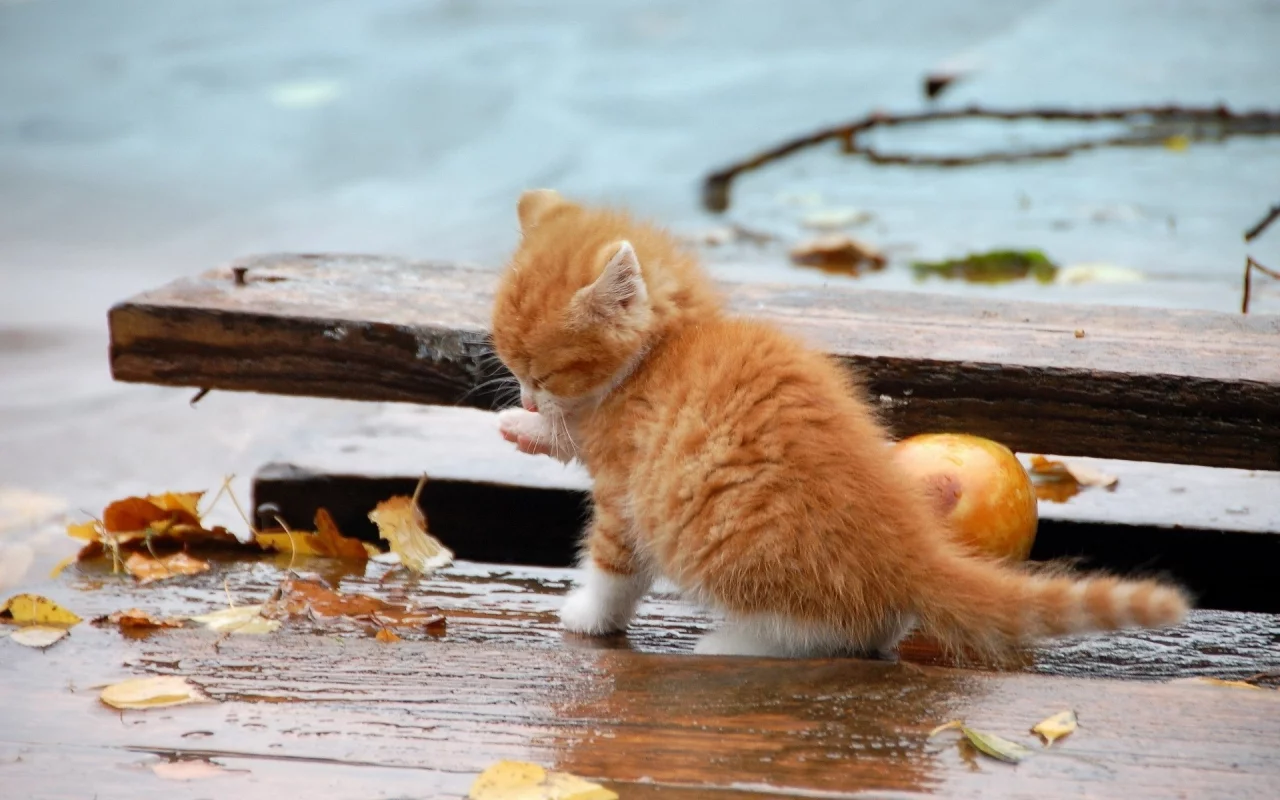 котёнок