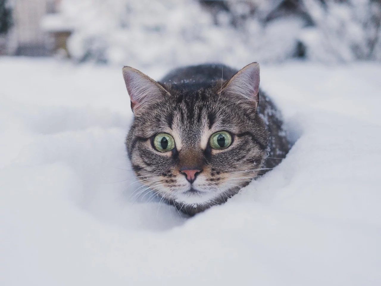 кот