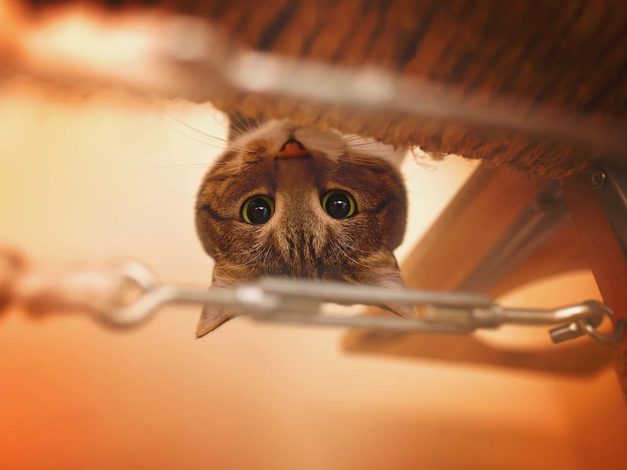 кот