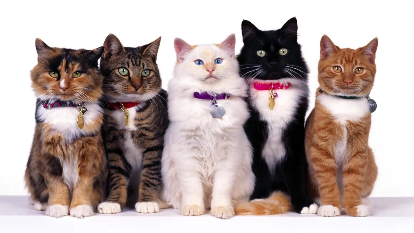 Кошки