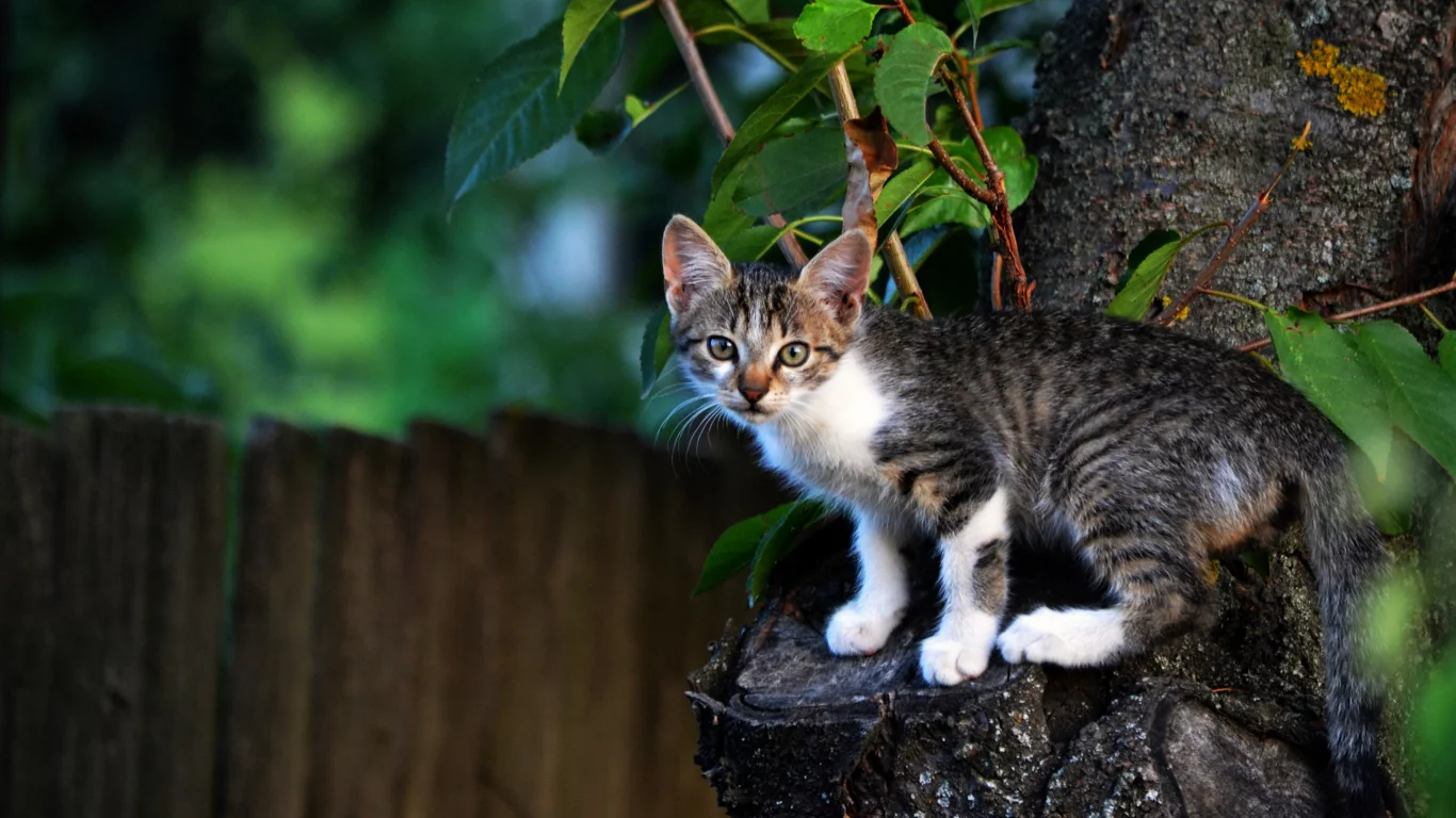 котёнок
