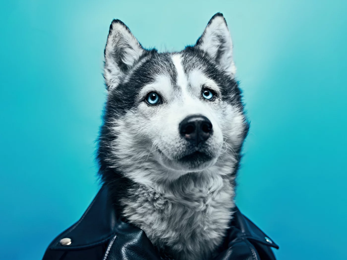 собака