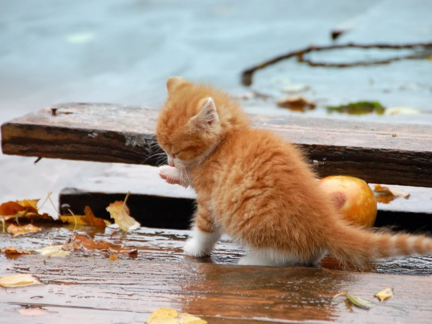 котёнок