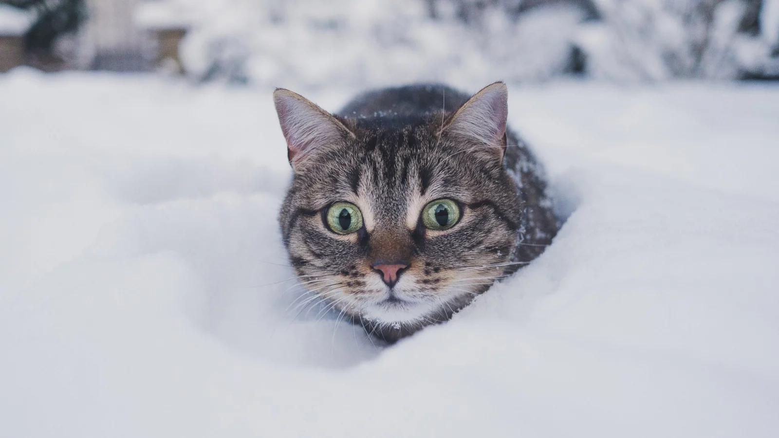 кот