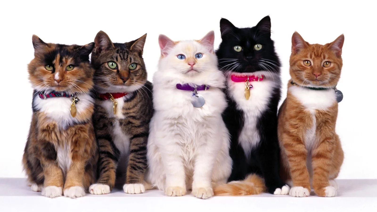 Кошки