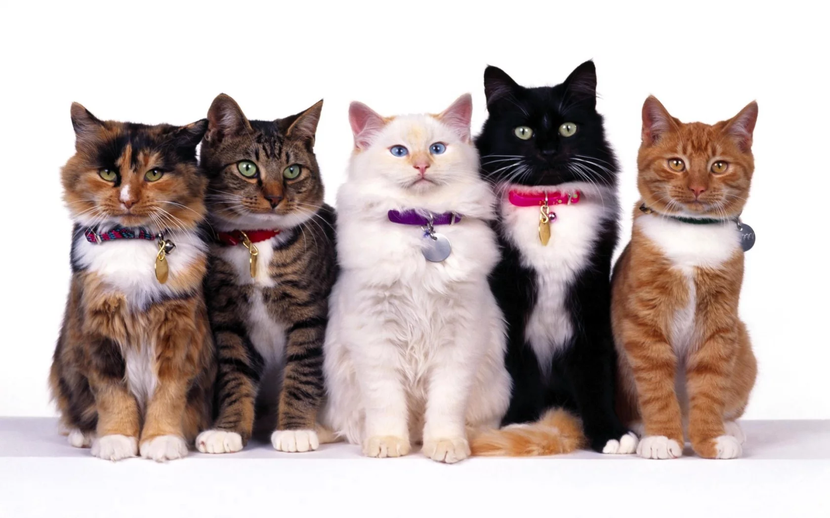 Кошки