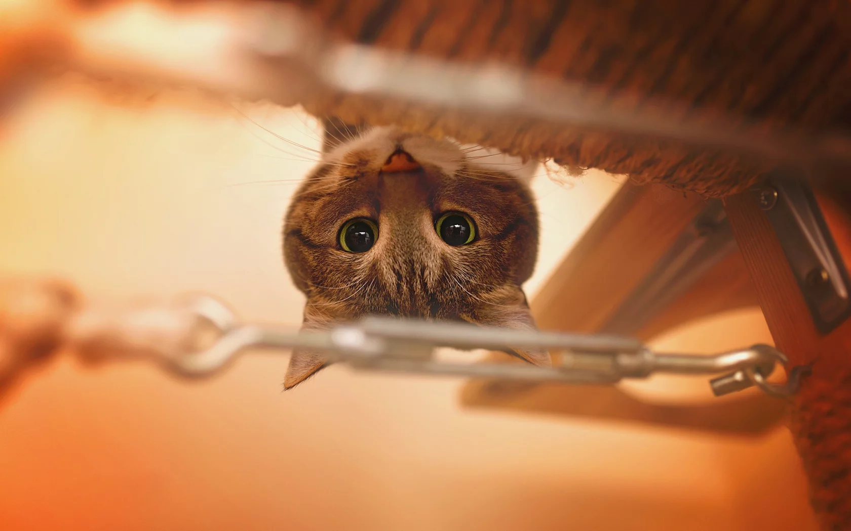 кот