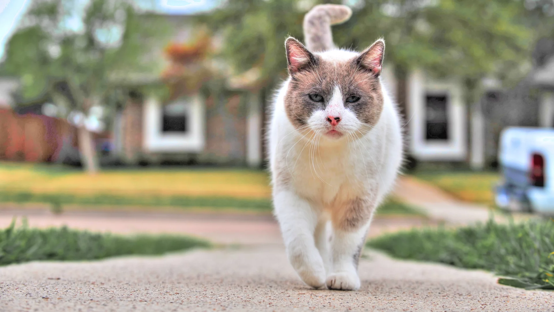 кот