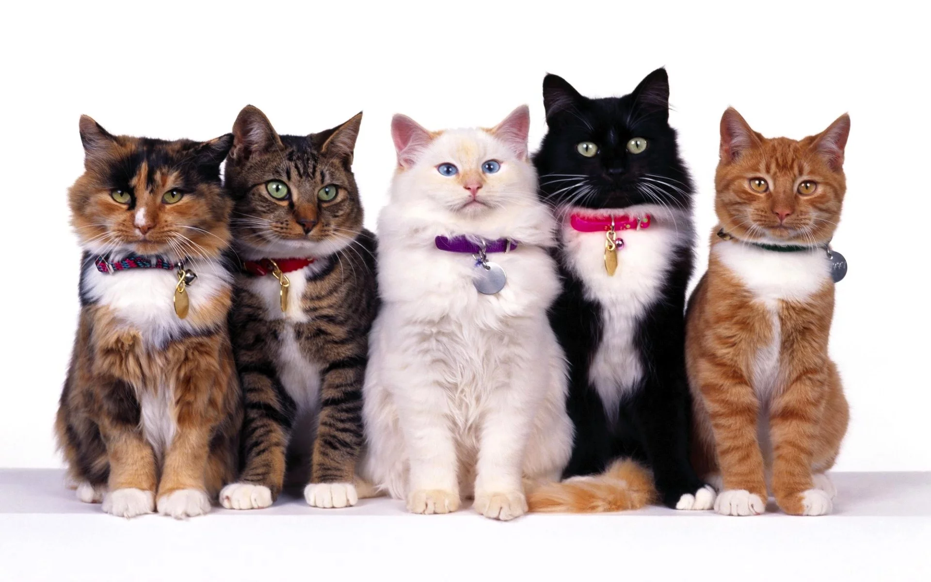 Кошки
