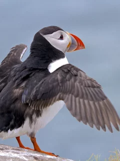 Тупик