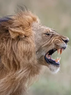 лев