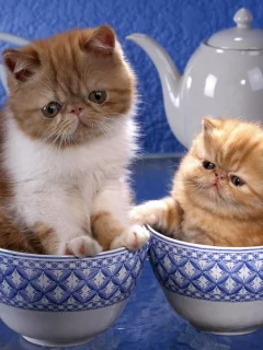котята