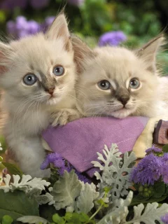 котята
