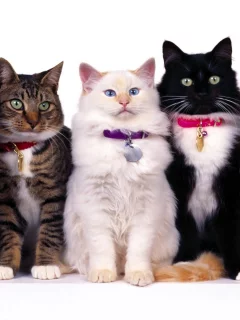 Кошки