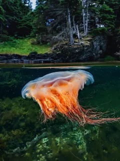 медуза