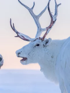 животные