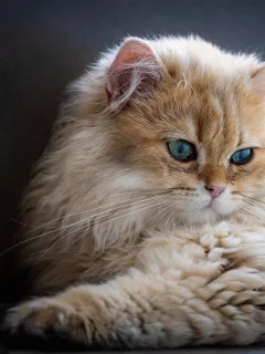 кот