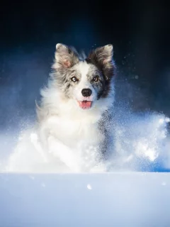 собака