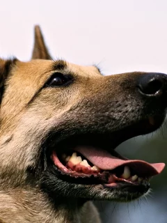 Овчарка