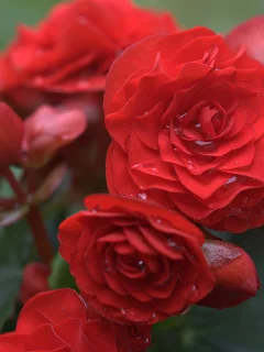 бегония