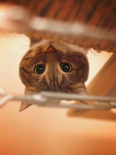 кот