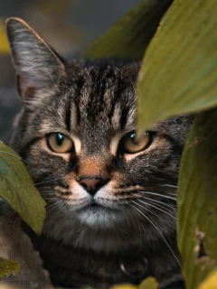 кот
