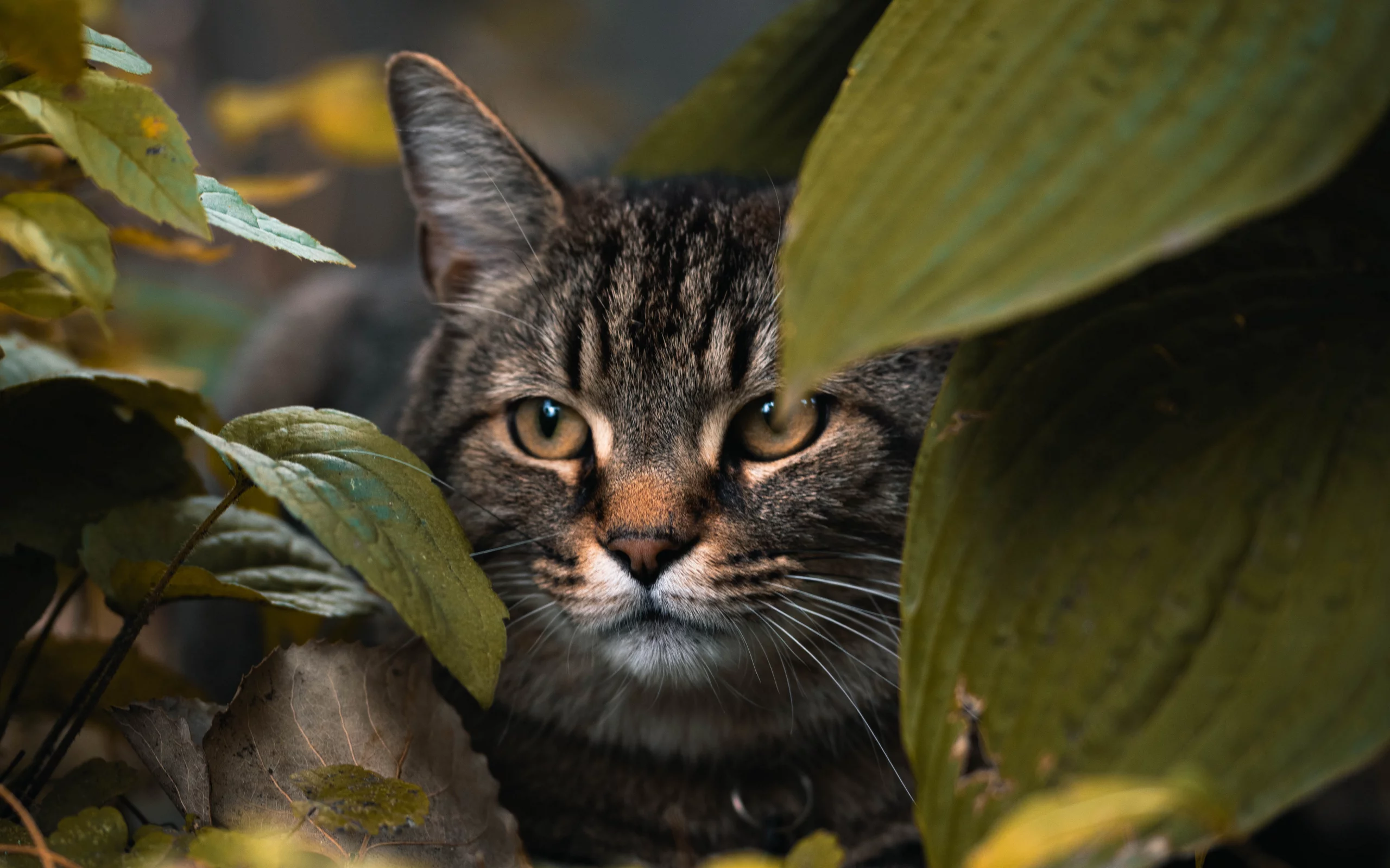 кот