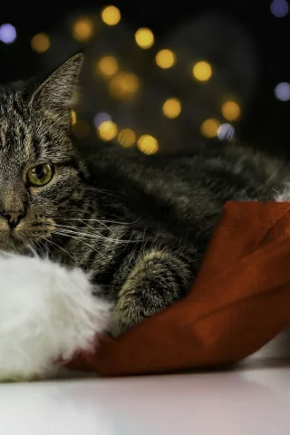 кот