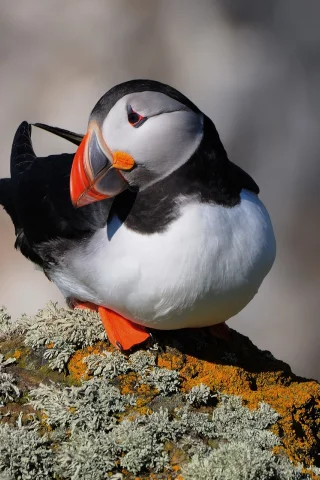 Тупик