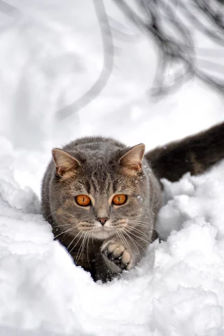 кот
