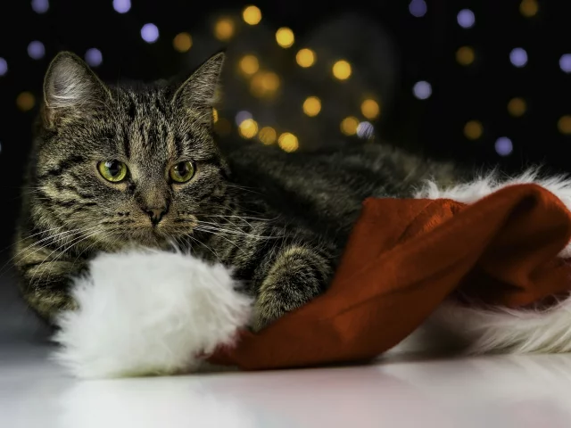 кот