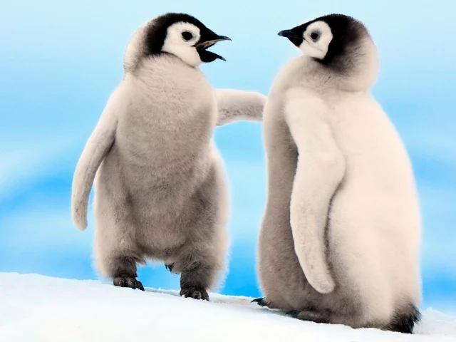 животные
