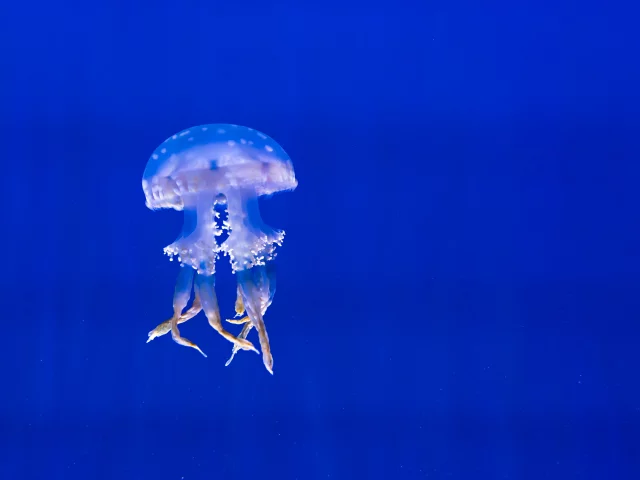 медуза