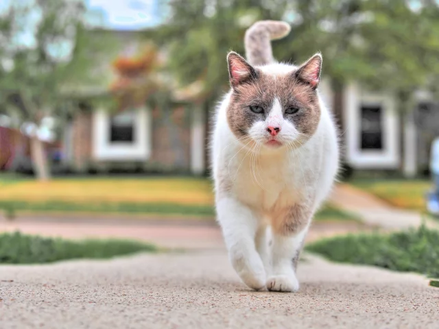 кот