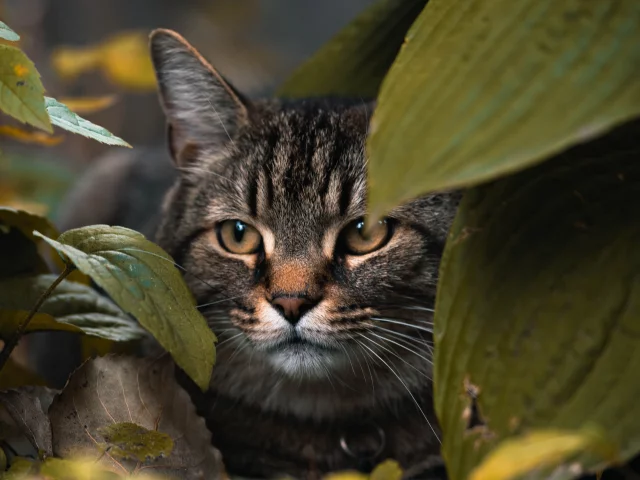 кот